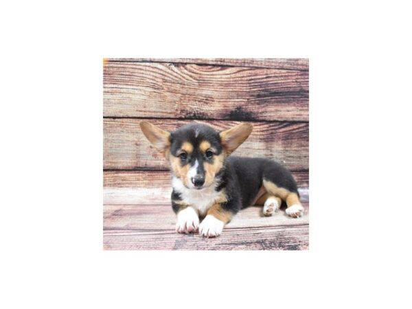 Pembroke Welsh Corgi-DOG-Male-Black and Tan-22498-Petland Scottsdale, Arizona