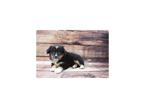 Miniature Australian Shepherd-DOG-Male-Black White and Brown-22533-Petland Scottsdale, Arizona