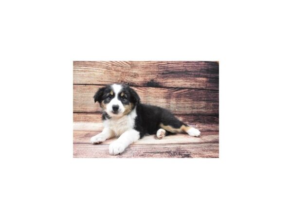 Miniature Australian Shepherd-DOG-Female-Black White and Brown-22503-Petland Scottsdale, Arizona