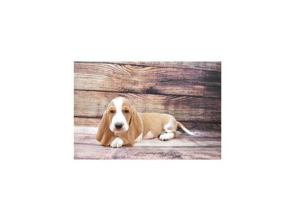 Basset Hound-DOG-Male-Lemon and White-22489-Petland Scottsdale, Arizona