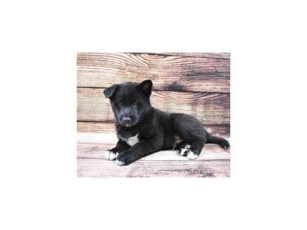 American Eskimo Dog-DOG-Male-Black-22506-Petland Scottsdale, Arizona