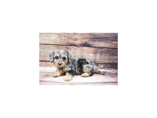 F1B Mini Goldendoodle-DOG-Female-Merle-22505-Petland Scottsdale, Arizona