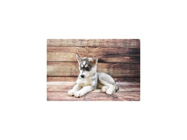 Siberian Husky-DOG-Female-Grey and White-22502-Petland Scottsdale, Arizona