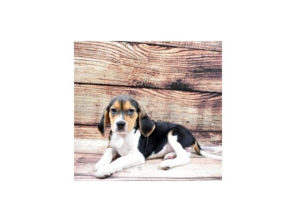 Beagle-DOG-Female-Black and Tan-22491-Petland Scottsdale, Arizona