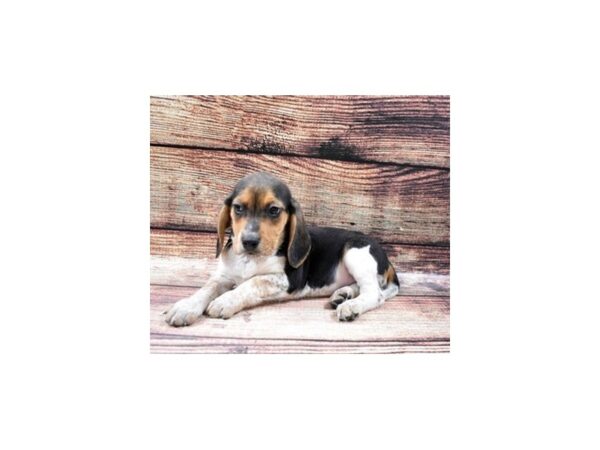Beagle-DOG-Female-Black and Tan-22492-Petland Scottsdale, Arizona
