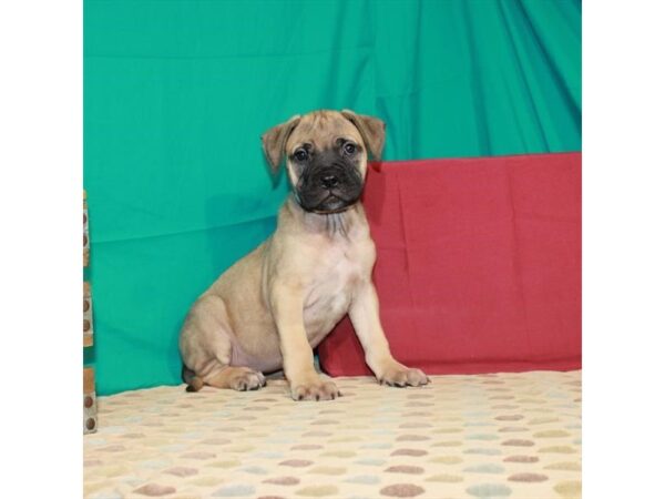 Bullmastiff-DOG-Female-Fawn-22518-Petland Scottsdale, Arizona