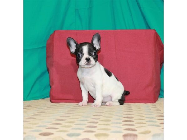 French Bulldog-DOG-Female-White / Brindle-22512-Petland Scottsdale, Arizona