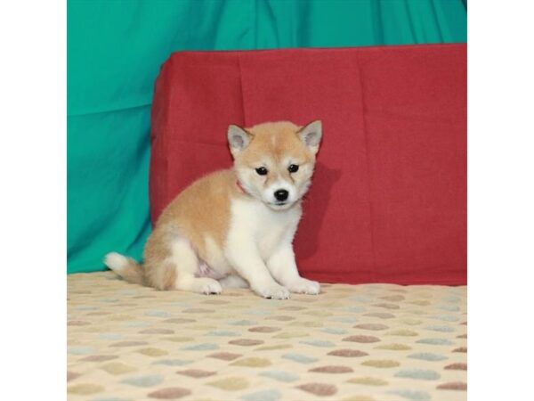 Shiba Inu-DOG-Female-Red Sesame-22515-Petland Scottsdale, Arizona