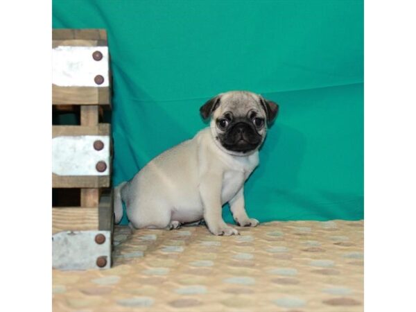 Pug-DOG-Female-Fawn-22514-Petland Scottsdale, Arizona