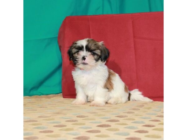 Shih Tzu-DOG-Male-White / Gold-22517-Petland Scottsdale, Arizona