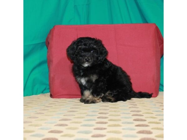 F1B Mini Goldendoodle-DOG-Female-Black / Tan-22519-Petland Scottsdale, Arizona
