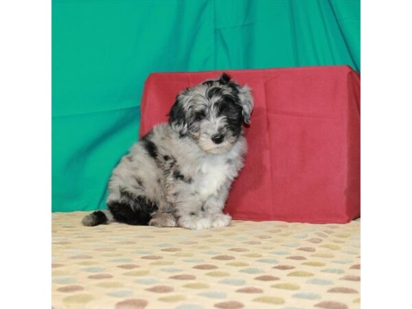 F1B Mini Goldendoodle-DOG-Male-Blue Merle-22520-Petland Scottsdale, Arizona