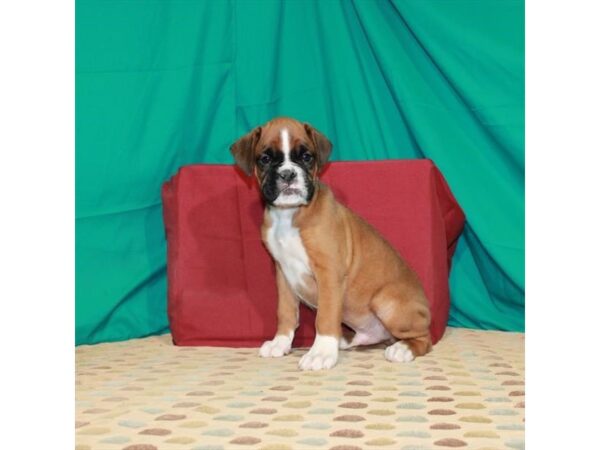 Boxer-DOG-Male-Fawn-22510-Petland Scottsdale, Arizona