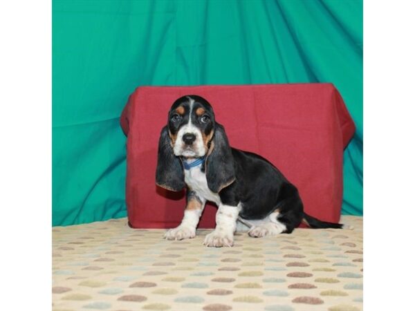Basset Hound-DOG-Female-Black White / Tan-22508-Petland Scottsdale, Arizona