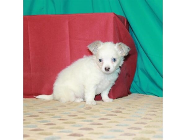 Chihuahua-DOG-Female-White-22511-Petland Scottsdale, Arizona