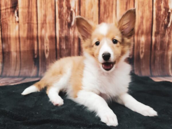 Shetland Sheepdog-DOG-Female-Red Merle-22470-Petland Scottsdale, Arizona