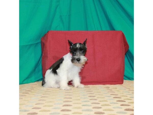 Miniature Schnauzer-DOG-Male-Black / White-22513-Petland Scottsdale, Arizona