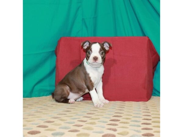 Boston Terrier-DOG-Female-Red / White-22509-Petland Scottsdale, Arizona