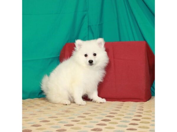 American Eskimo Dog-DOG-Female-White-22507-Petland Scottsdale, Arizona