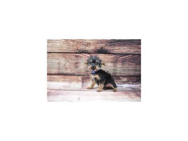 Yorkshire Terrier-DOG-Male-Black and Tan-22532-Petland Scottsdale, Arizona