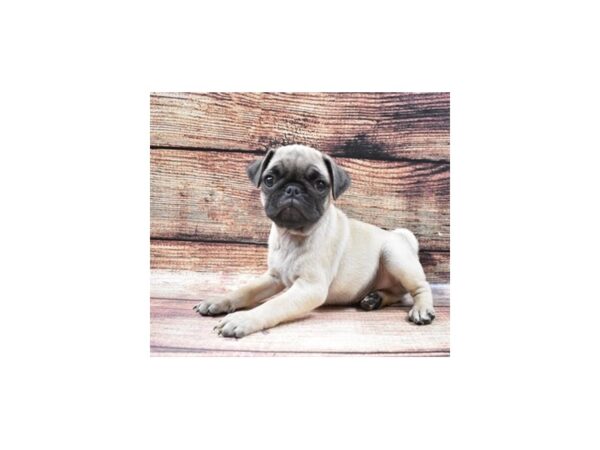 Pug-DOG-Male-Fawn-22527-Petland Scottsdale, Arizona