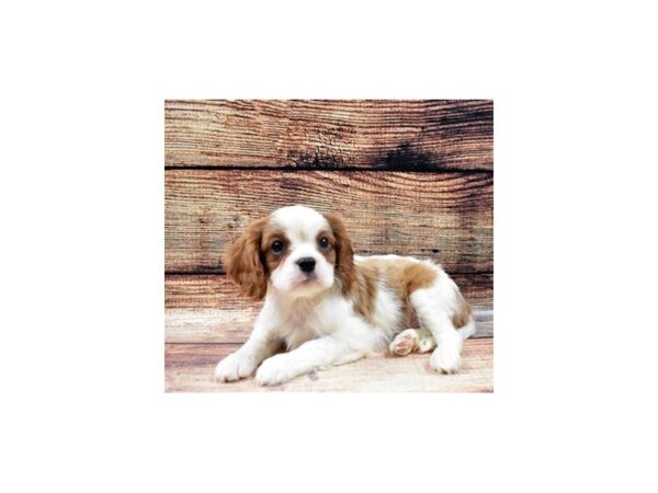 Cavalier King Charles Spaniel-DOG-Male-Blenheim-22523-Petland Scottsdale, Arizona