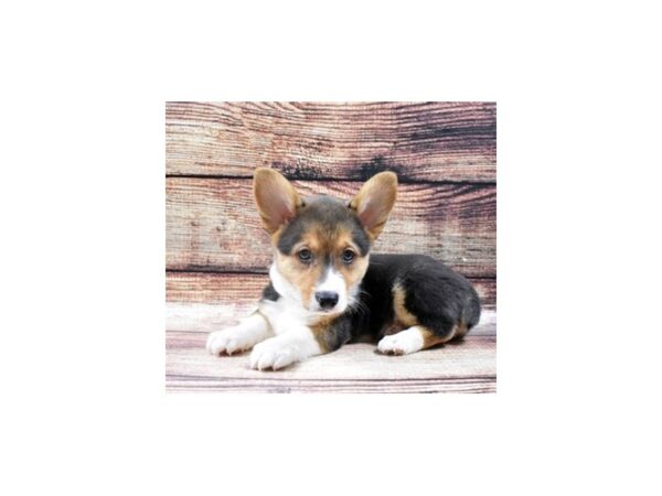 Pembroke Welsh Corgi-DOG-Male-Black and Tan-22526-Petland Scottsdale, Arizona