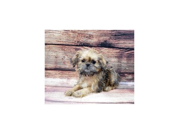 Brussels Griffon-DOG-Male-Belge-22521-Petland Scottsdale, Arizona