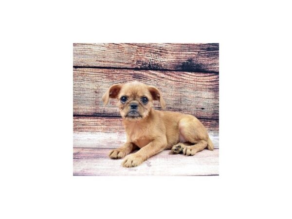 Brussels Griffon-DOG-Male-Red-22522-Petland Scottsdale, Arizona