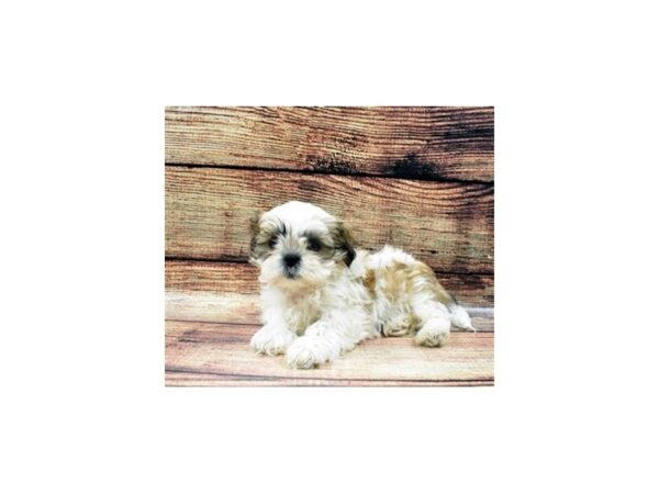 Shih Tzu-DOG-Male-Gold and White-22531-Petland Scottsdale, Arizona
