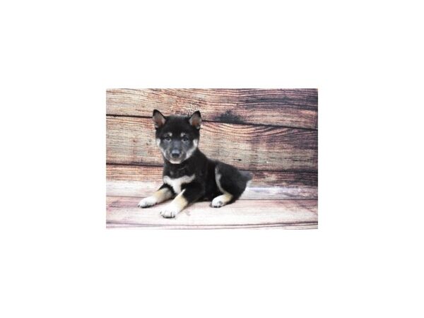 Shiba Inu-DOG-Female-Black and Tan-22528-Petland Scottsdale, Arizona