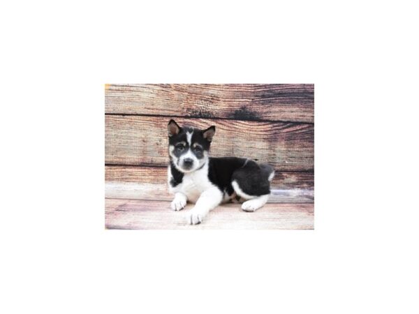 Shiba Inu-DOG-Male-Black and Tan-22529-Petland Scottsdale, Arizona