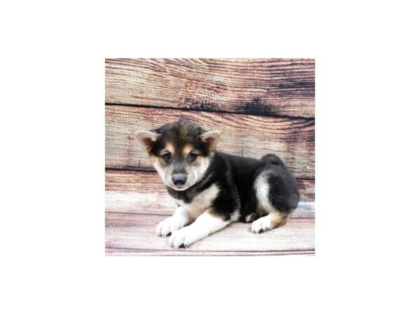 Shiba Inu-DOG-Female-Black and Tan-22530-Petland Scottsdale, Arizona
