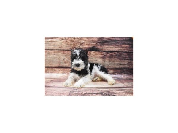 Miniature Schnauzer-DOG-Male-Black and Silver-22525-Petland Scottsdale, Arizona
