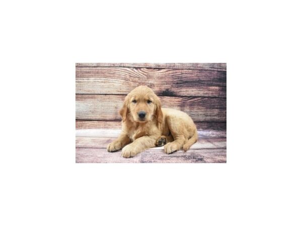 Golden Retriever-DOG-Female-Dark Golden-22524-Petland Scottsdale, Arizona