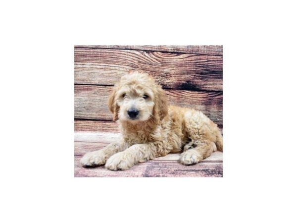 F1 Mini Golden Doodle-DOG-Male-Golden-22535-Petland Scottsdale, Arizona