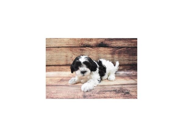 Bichon Frise/Shih Tzu-DOG-Female-Black and White-22534-Petland Scottsdale, Arizona