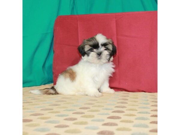 Shih Tzu-DOG-Female-White / Gold-22541-Petland Scottsdale, Arizona
