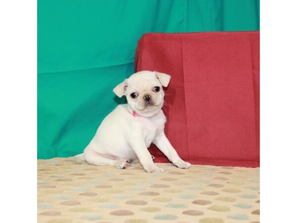 Pug-DOG-Male-Cream-22540-Petland Scottsdale, Arizona