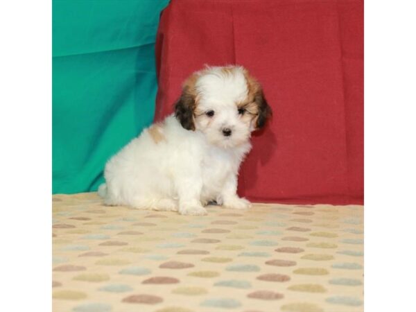 Poodle/Shih Tzu-DOG-Female-White / Red-22546-Petland Scottsdale, Arizona