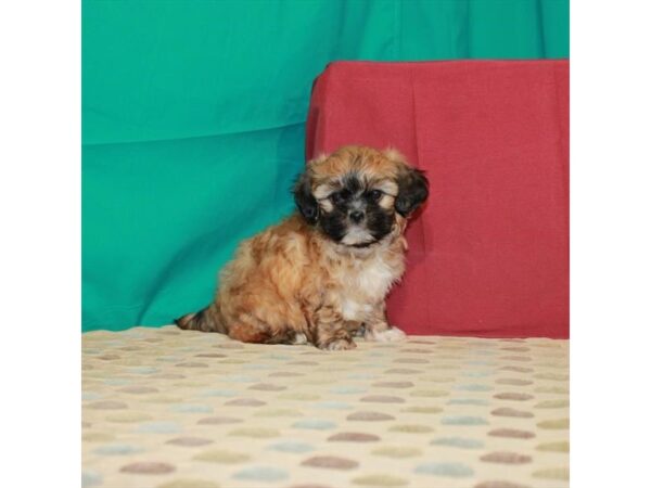 Poodle/Shih Tzu-DOG-Male-Gold-22547-Petland Scottsdale, Arizona