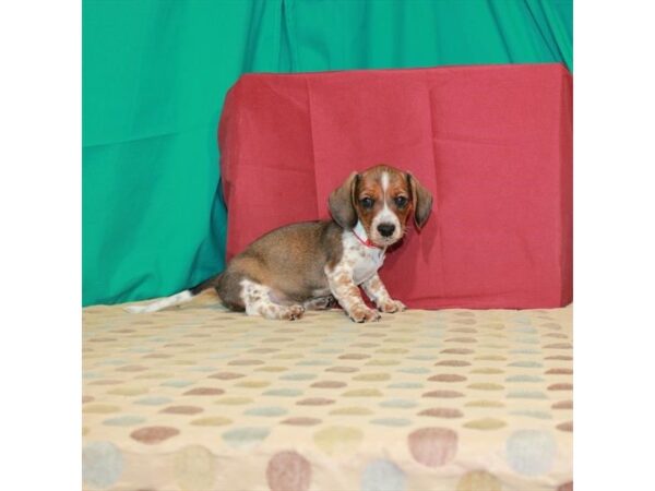 Dachshund-DOG-Male-Red Sable-22539-Petland Scottsdale, Arizona