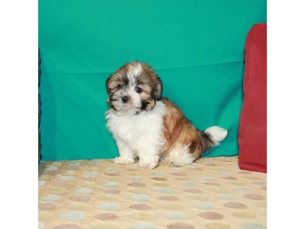 Bichon/Shih Tzu-DOG-Male-White / Gold-22559-Petland Scottsdale, Arizona