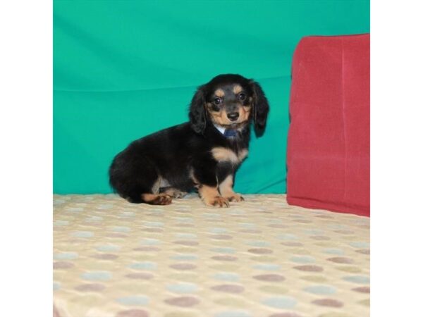 Dachshund-DOG-Female-Black / Tan-22538-Petland Scottsdale, Arizona