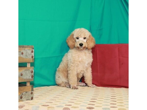 Standard Poodle-DOG-Male-Apricot-22545-Petland Scottsdale, Arizona