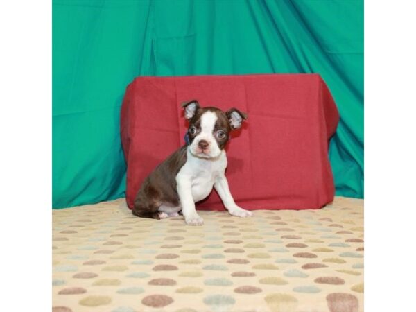 Boston Terrier-DOG-Male-Seal-22536-Petland Scottsdale, Arizona