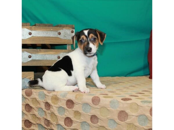 Jack Russell Terrier-DOG-Male-White Black / Tan-22544-Petland Scottsdale, Arizona