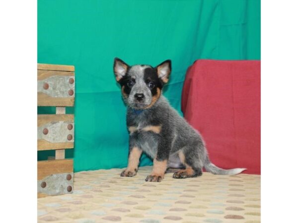Australian Cattle Dog-DOG-Male-Blue-22543-Petland Scottsdale, Arizona