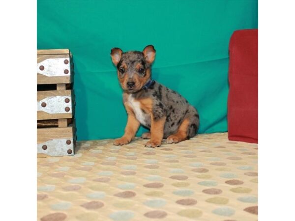 Australian Cattle Dog/Catahoula Leopard Dog-DOG-Female-Blue Merle-22548-Petland Scottsdale, Arizona