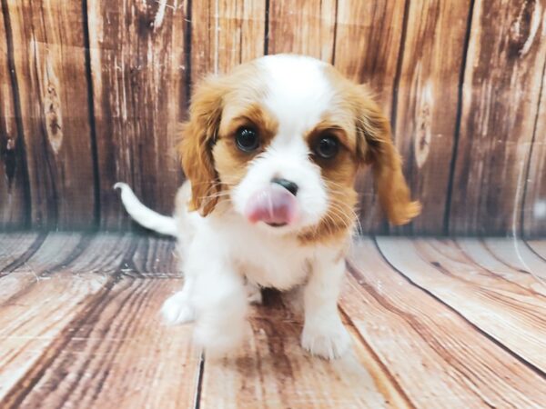 Cavalier King Charles Spaniel-DOG-Female-Blenheim / White-22537-Petland Scottsdale, Arizona
